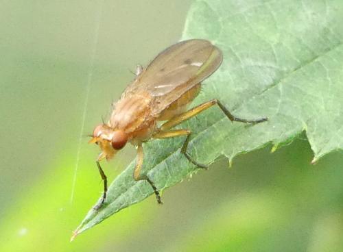 Tetanocera sp.